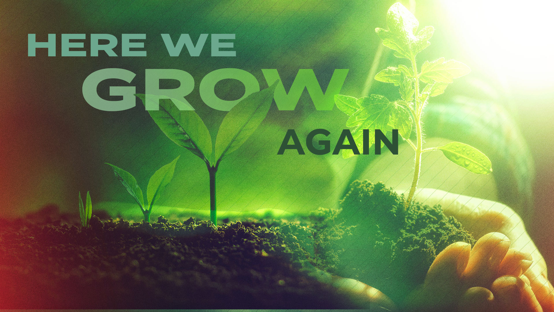 Here We Grow Again